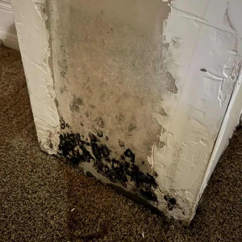Professional Mold Removal in Wellston, MO